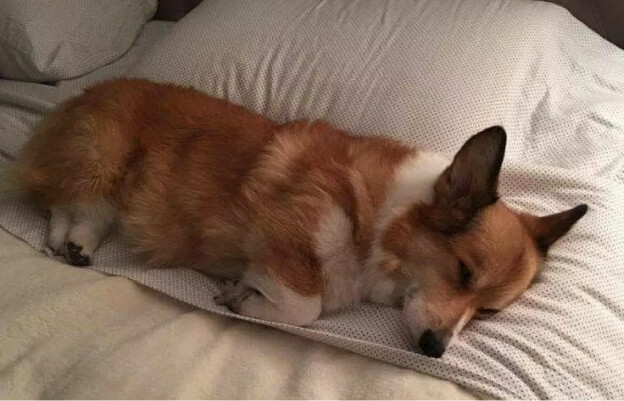 собака лежит и спит